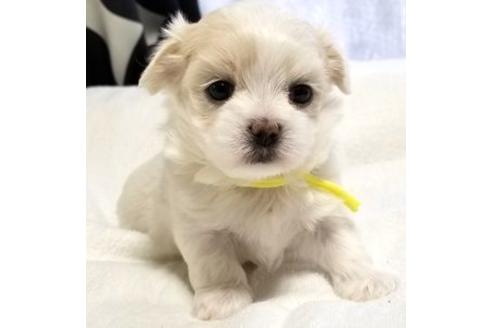 成約済の東京都のミックス犬-94239の2枚目